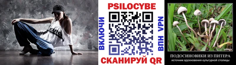 kraken ссылки Владимир Галлюциногенные грибы Psilocybine cubensis